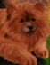 Pet Pals Volume 3