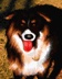 Pet Pals Volume 6